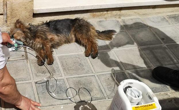 Uno de los perros recibe oxígeno tras ser rescatado del incendio.