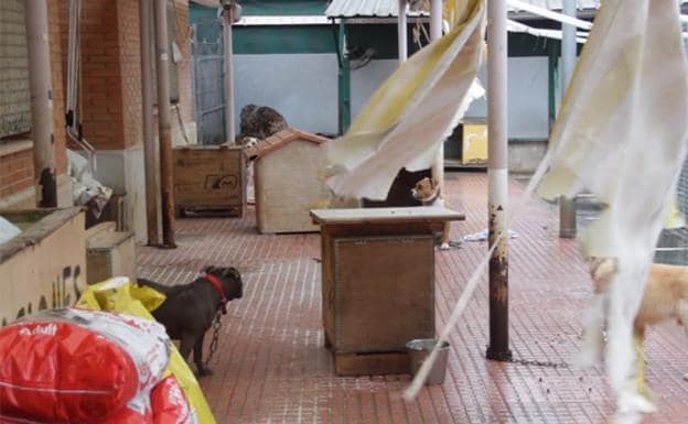 Las instalaciones del refugio de animales de Valencia, en un vídeo de Pacma.