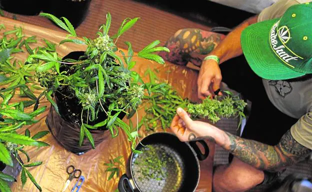 Un joven manipula una planta de marihuana.