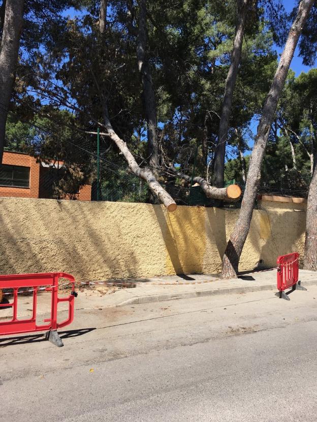 Denuncian pinos caídos sin retirar en la residencia Campolivar desde hace un mes