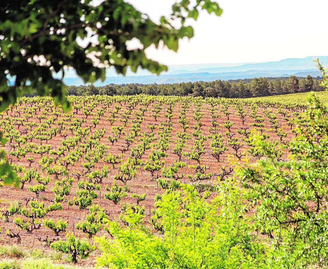 Viñedos de cultivo ecológico en Venta del Moro, en la comarca de la Plana de Requena-Utiel.