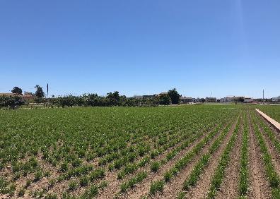 Imagen secundaria 1 - Molino El Farinós y la Acequia de Vera.