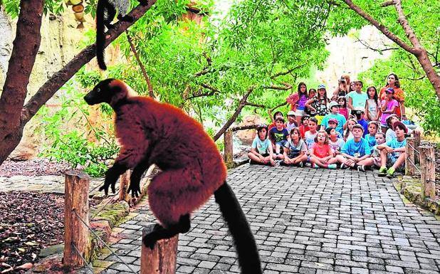 Los pequeños descubrirán los secretos de los animales de la sabana.