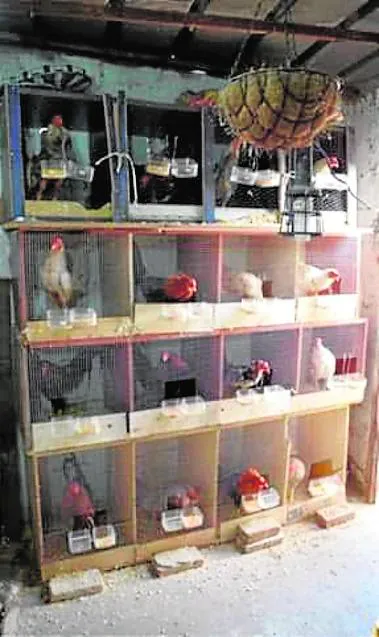 Criadero clandestino. Los gallos de pelea estaban encerrados en pequeños habitáculos individuales cuando la Policía Local inspeccionó el criadero clandestino de aves.
