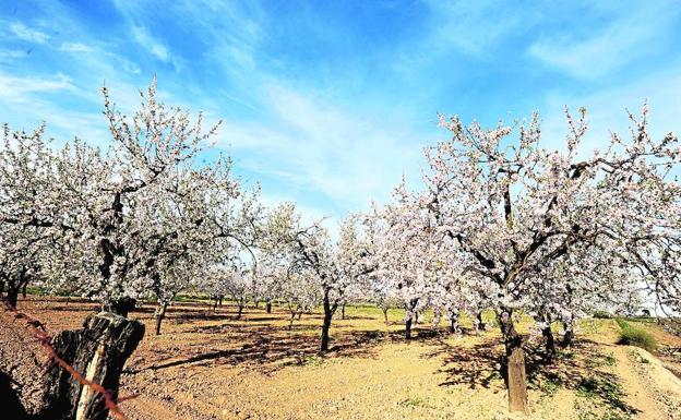 El abandono del campo se está convirtiendo en un problema que la gestión común de tierras puede solucionar.