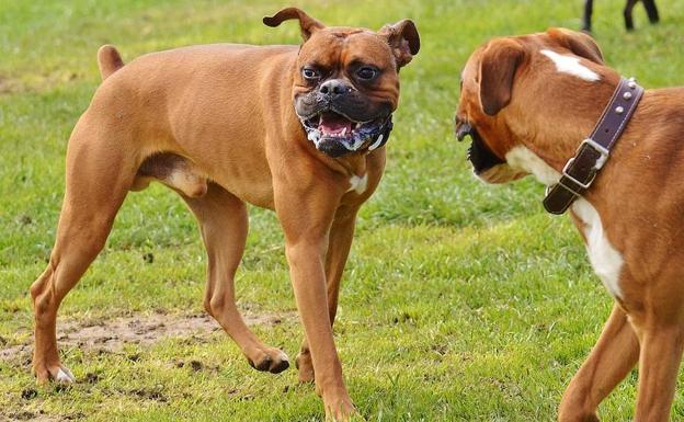 Un perro de la raza boxer, la misma de la perra del denunciante.