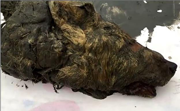 El cráneo congelado del lobo. 