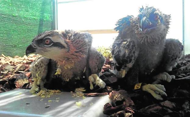 Reintroducen ejemplares de águila pescadora en el marjal de Pego-Oliva