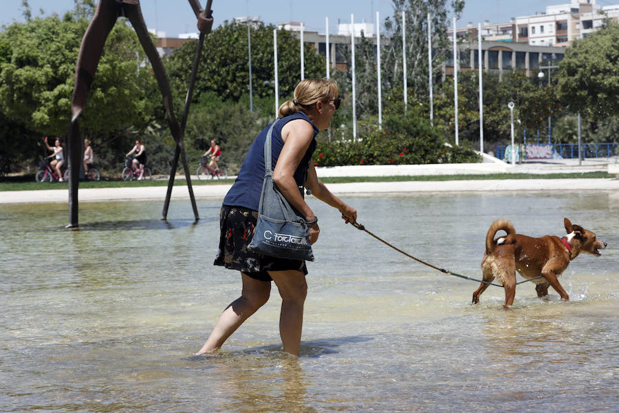 Temperaturas cercanas a los 40 grados en algunas poblaciones y las vacaciones aún lejos para muchos, empujan a los valencianos a buscar fórmulas para combatir el calor. Playas, piscinas y hasta fuentes son buenas para refrescarse. Hasta los animales del Bioparc tienen su ración de helado.