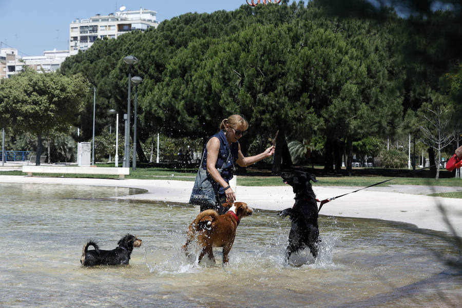 Temperaturas cercanas a los 40 grados en algunas poblaciones y las vacaciones aún lejos para muchos, empujan a los valencianos a buscar fórmulas para combatir el calor. Playas, piscinas y hasta fuentes son buenas para refrescarse. Hasta los animales del Bioparc tienen su ración de helado.