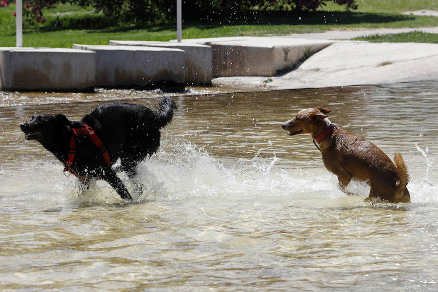 Temperaturas cercanas a los 40 grados en algunas poblaciones y las vacaciones aún lejos para muchos, empujan a los valencianos a buscar fórmulas para combatir el calor. Playas, piscinas y hasta fuentes son buenas para refrescarse. Hasta los animales del Bioparc tienen su ración de helado.