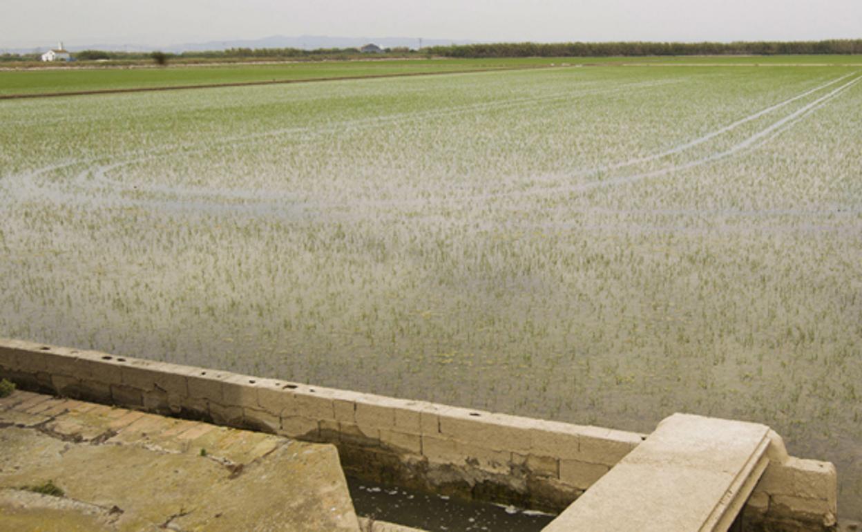 Un arrozal de la Albufera de Valencia a principios de junio, en una imagen de archivo.