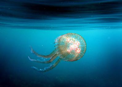 Imagen secundaria 1 - Otro verano crítico con medusas en las playas valencianas