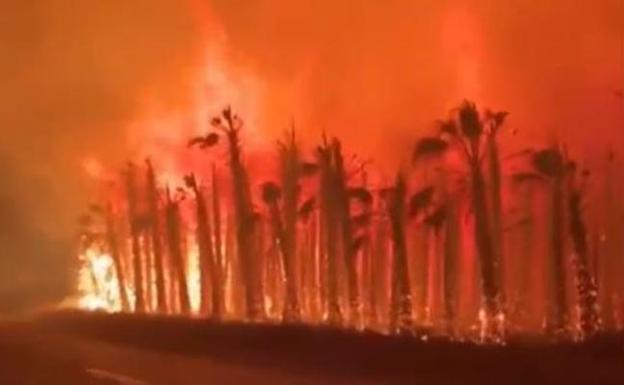 Miles de palmeras arden en cuatro incendios en Elche