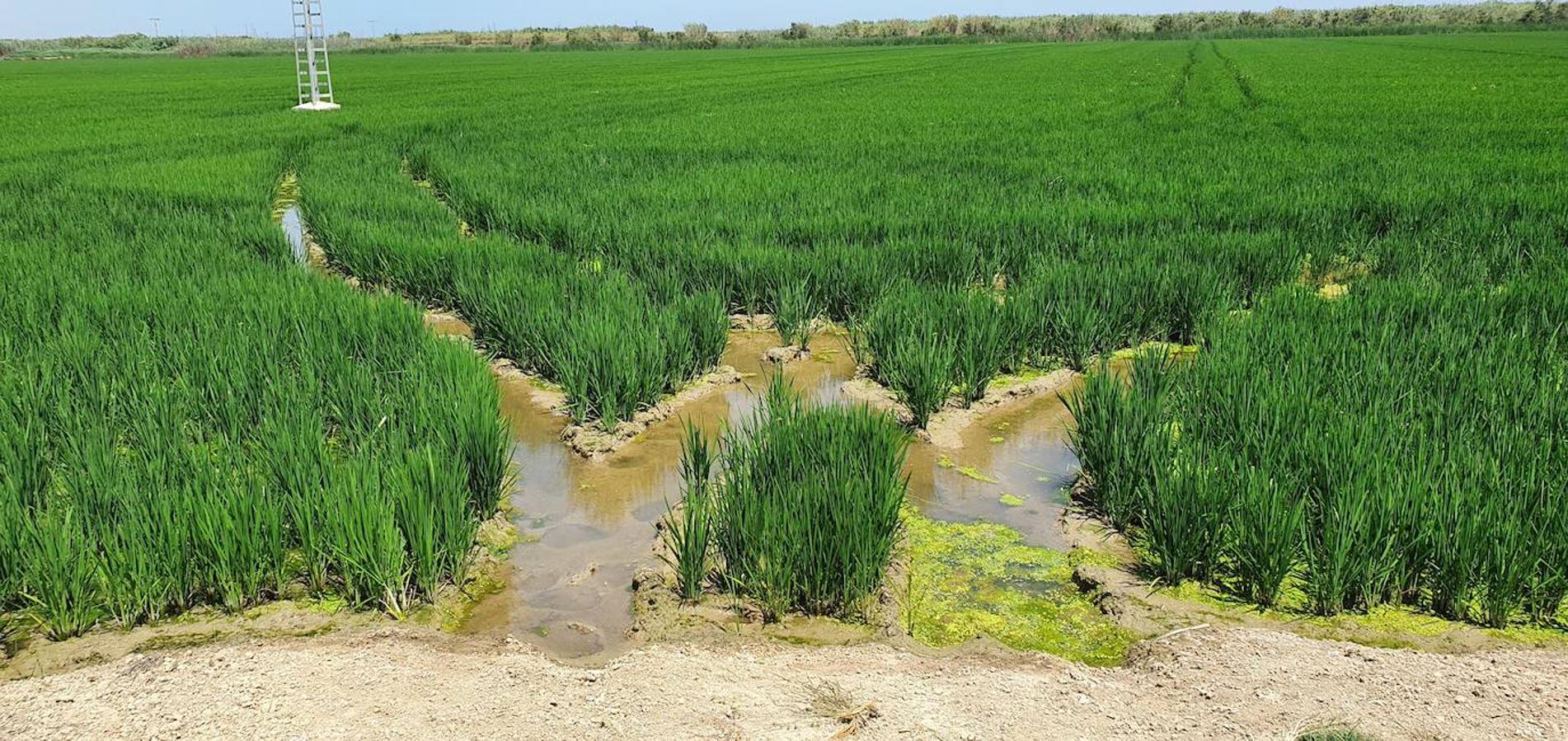 El puerto de Catarroja, naturaleza en barca