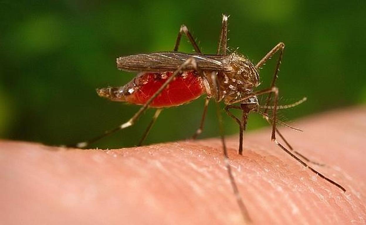 ¿Por qué te pican los mosquitos?