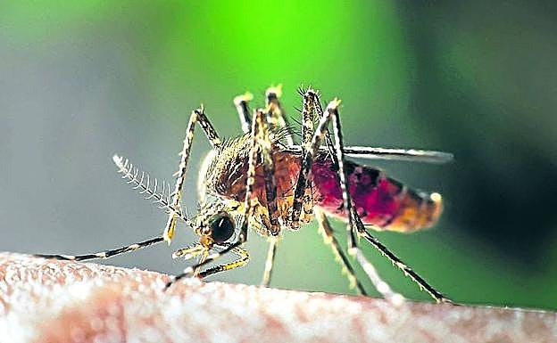 Los mosquitos actúan como transmisores de agentes patógenos entre personas. 