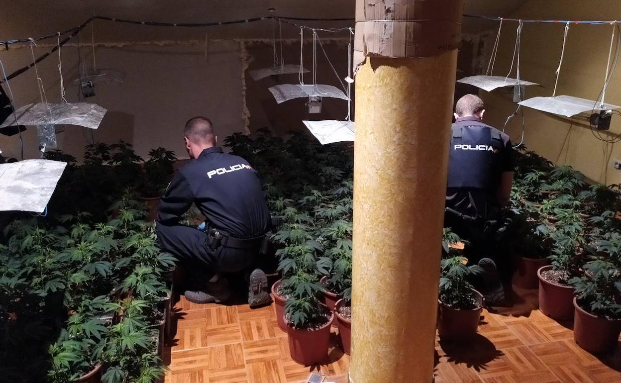 Laboratorio donde los detenidos cultivaban la marihuana. 