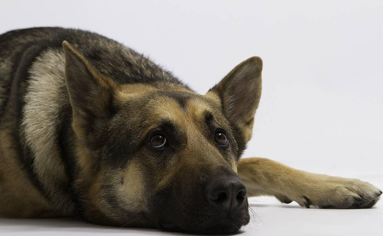 Mueren 25 perros en los últimos tres días en Noruega por una enfermedad sin identificar