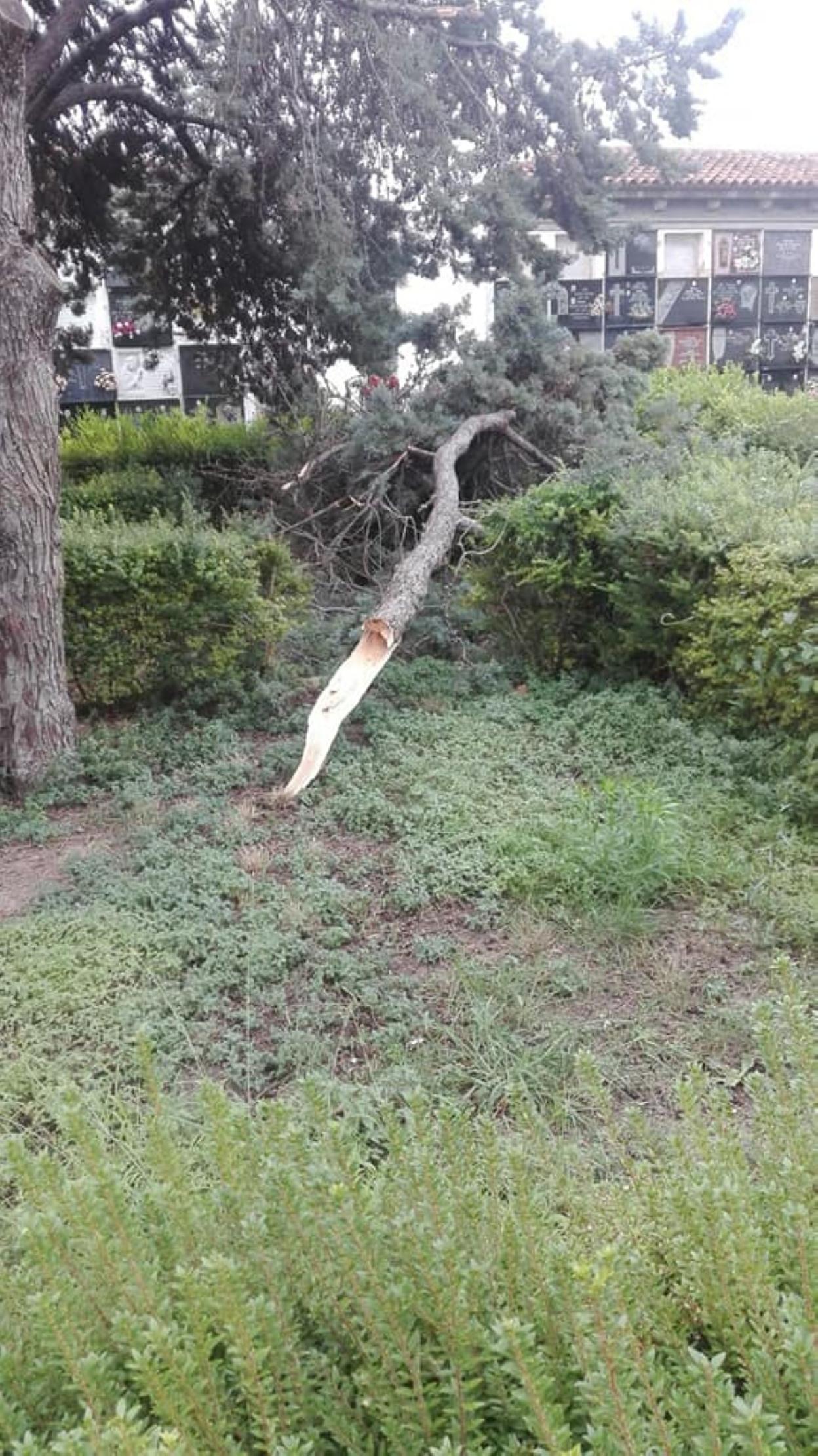  Destrozos. Una rama en el suelo en el cementerio municipal de Gandia. 