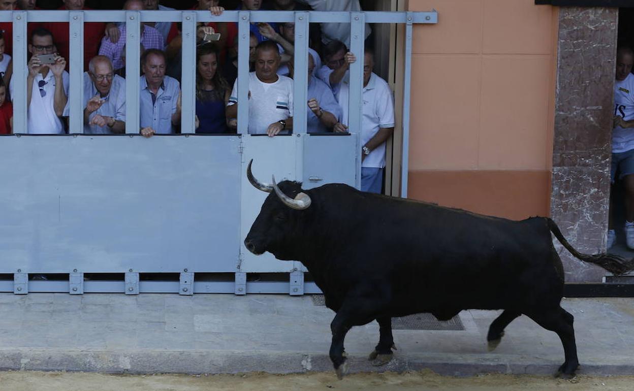 Bous al carrer en Puçol. 