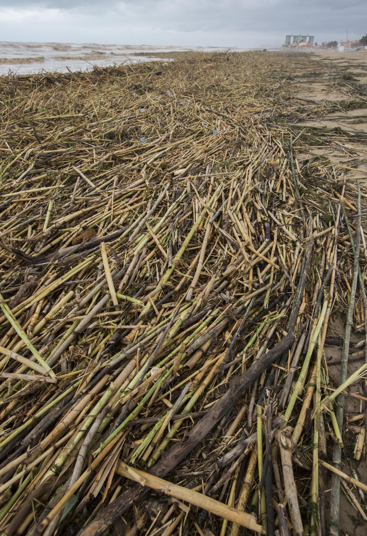 CULLERA Cañas acumuladas en la playa arrastrada por el río.