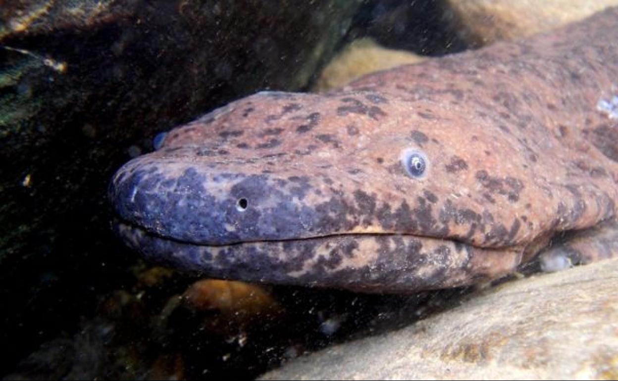 Una salamandra gigante del sur de China es desde hoy el anfibio más grande del mundo