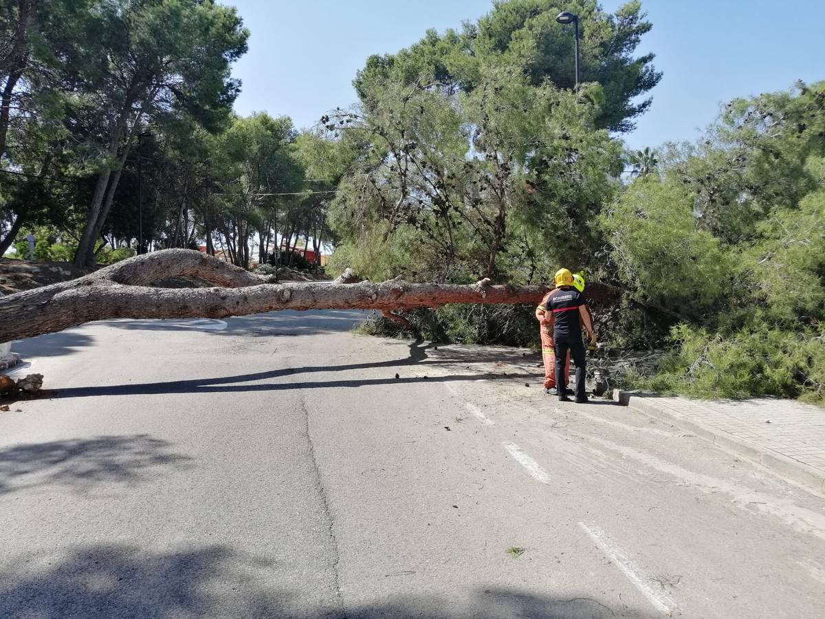 Un pino de grandes dimensiones ha caído este miércoles en la avenida del Vedat de Torrent, que ha tenido que ser cortada junto a unos adosados. Bomberos del parque de Torrent del Consorcio Provincial de Valencia y una brigada municipal han retirado del árbol, que ha impactado contra la valla de una casa. El accidente, sin heridos, ha ocurrido hacias las 13:00 h y el pino había sido retirado a las 13:55 h.