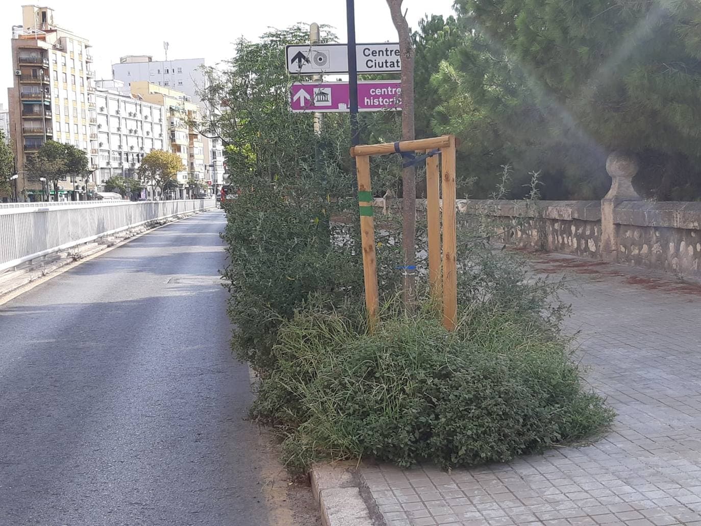 Los matorrales ganan a los árboles en Valencia
