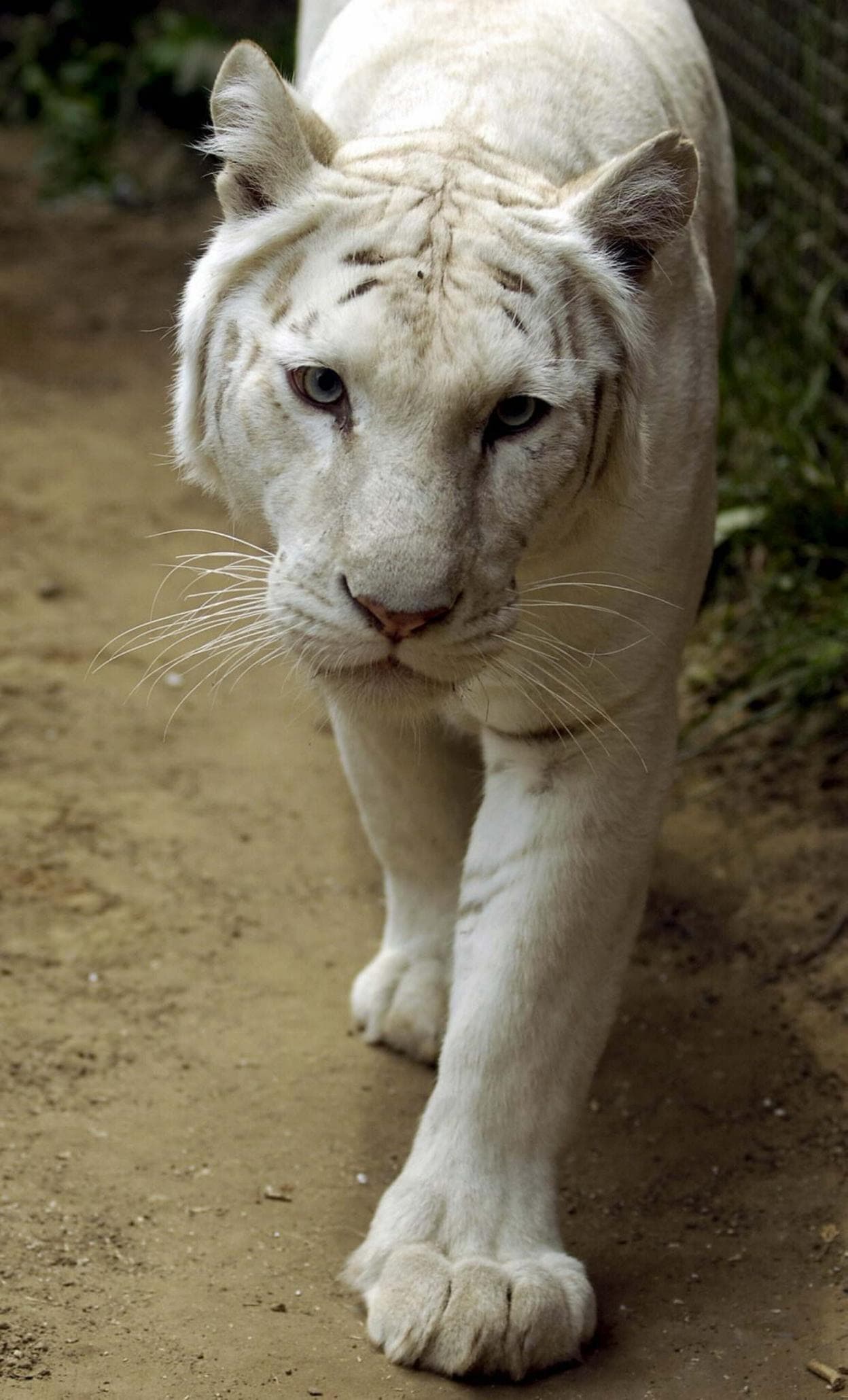 Un tigre albino o blanco. 