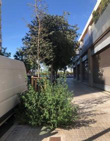 Imagen secundaria 2 - Matorrales en distintos lugares de Valencia.