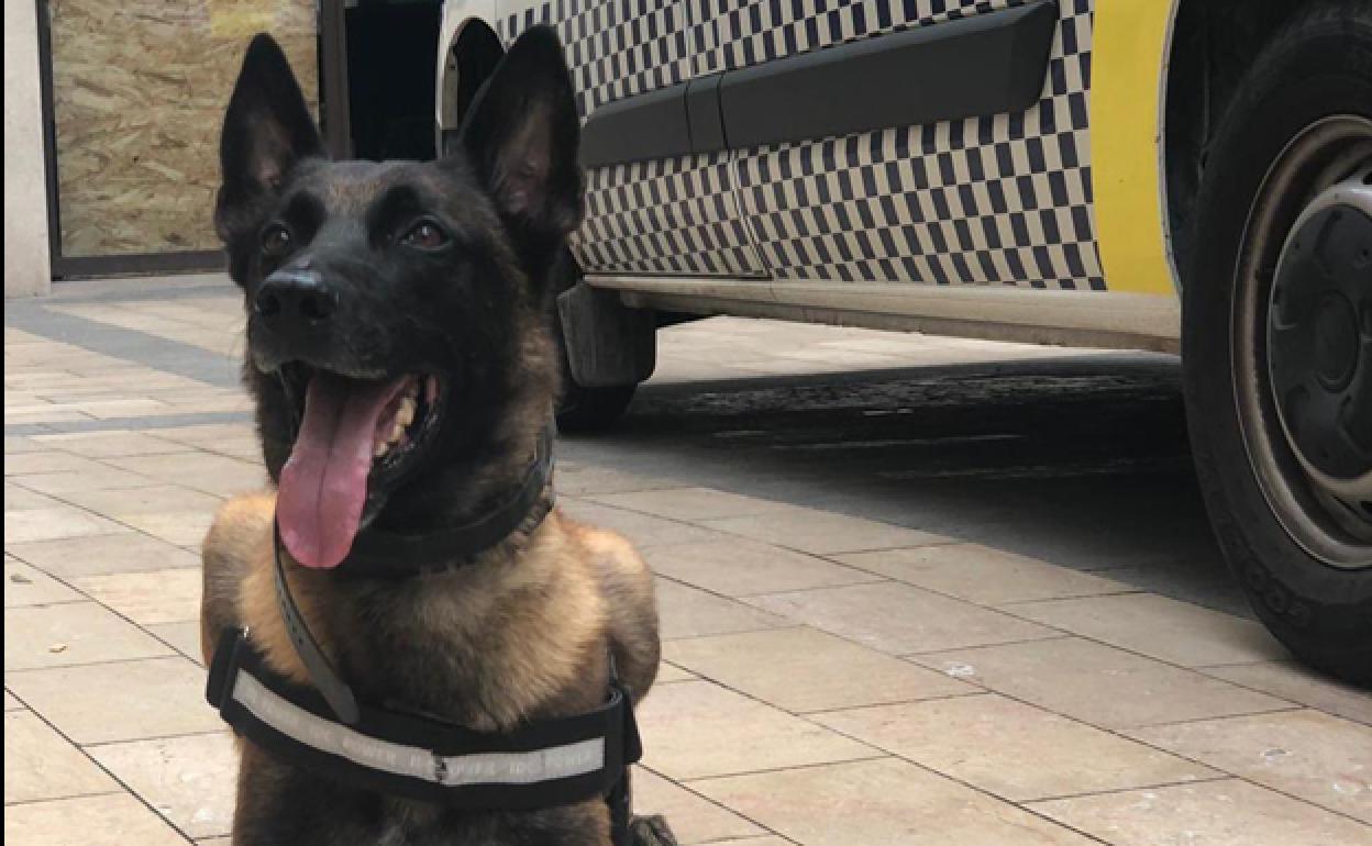 Un perro de la unidad canina de la Policía Local de Valencia.