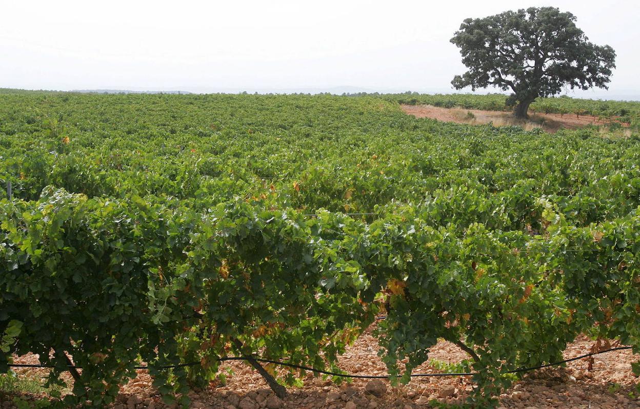 Viñedos en la comarca Utiel-Requena. 