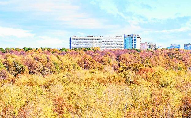 Plantar árboles mejora la calidad del aire en las ciudades. 