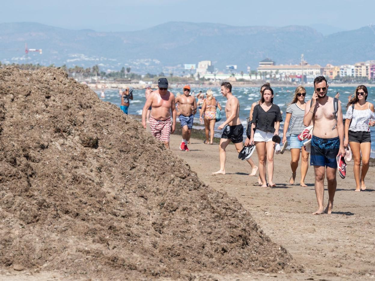 Algas amontonadas ayer en la playa de la Malvarrosa. 