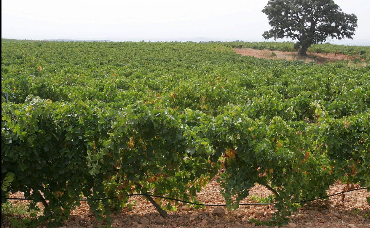 Viñedos en la comarca Utiel-Requena.