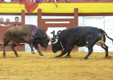 Imagen secundaria 1 - El toro Gordo, en su encuentro con el manso.
