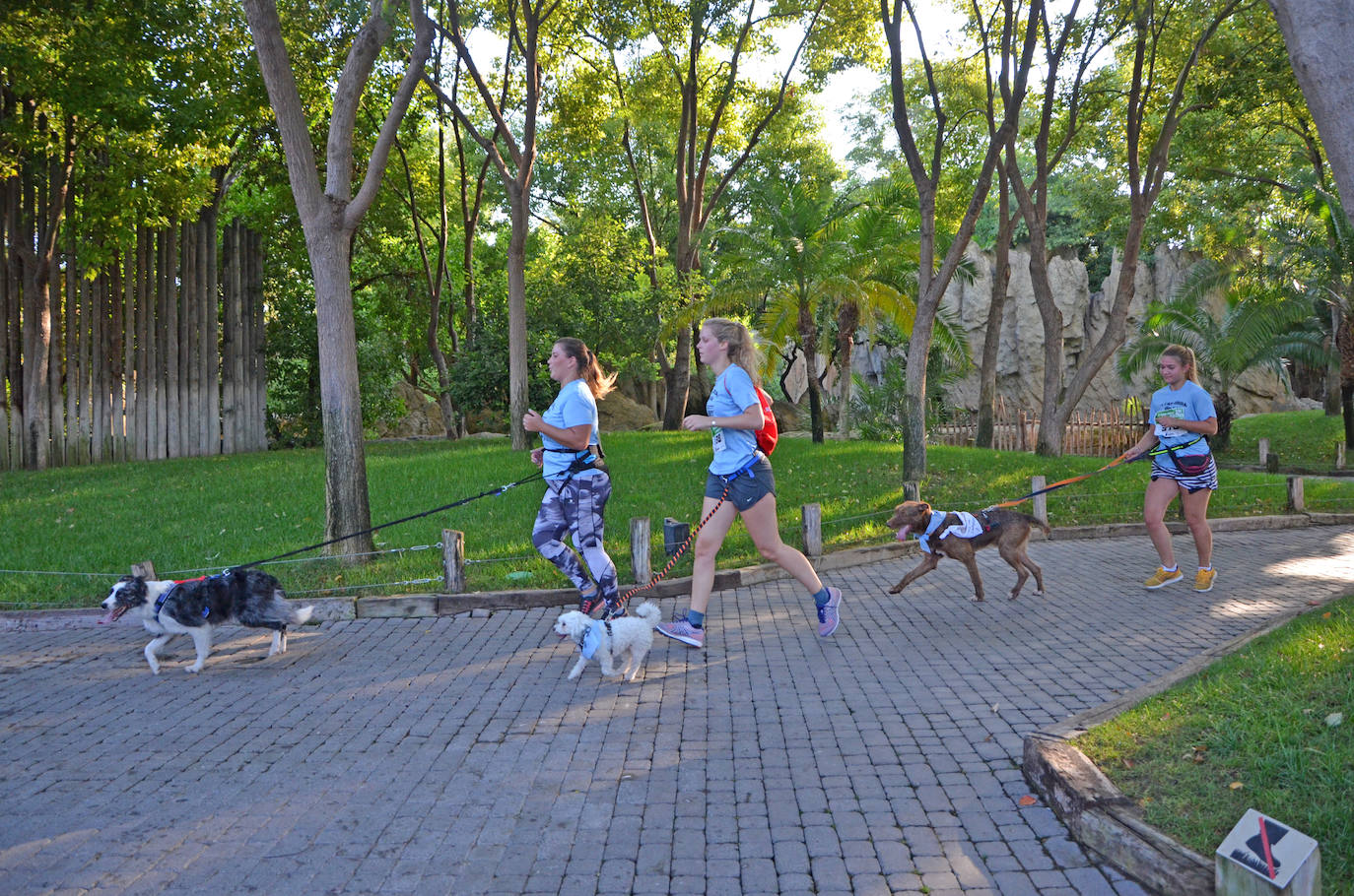 Fotos: Can-rrera Bioparc 2019: animales y dueños corren juntos en Valencia