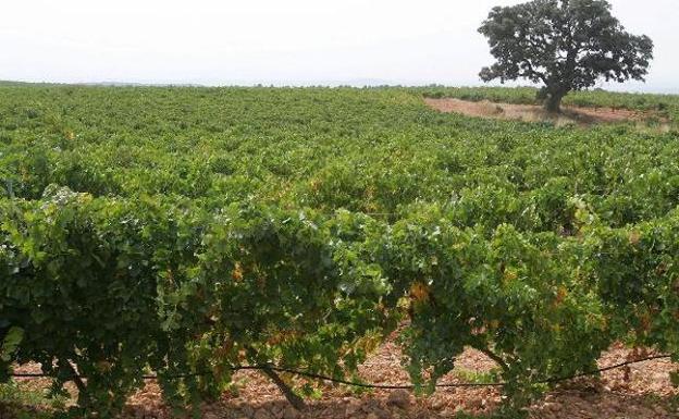 Viñedos en la comarca Utiel-Requena. 