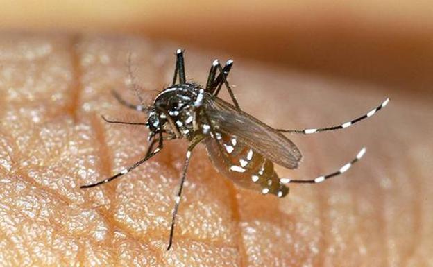 Vecinos de Catarroja denuncian plagas de ratas y de mosquitos