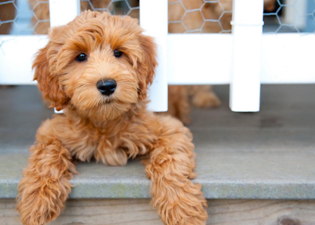 Labradoodle. Esta irresistible mascota nació al combinar los ADN de un labrador retraiver y un poodle, el caniche tradicional. Su creador fue el australiano Wally Conron, hace ahora treinta años.