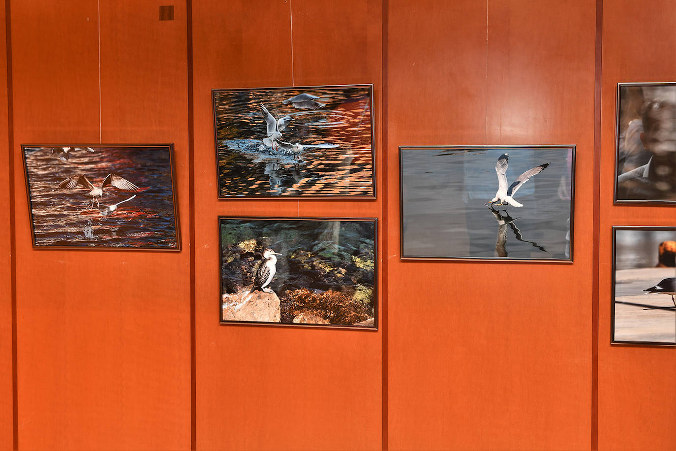 Inauguración de la exposición 'Aves a la mar' organizada por el Rotary Club Jávea en beneficio de End Polio Now