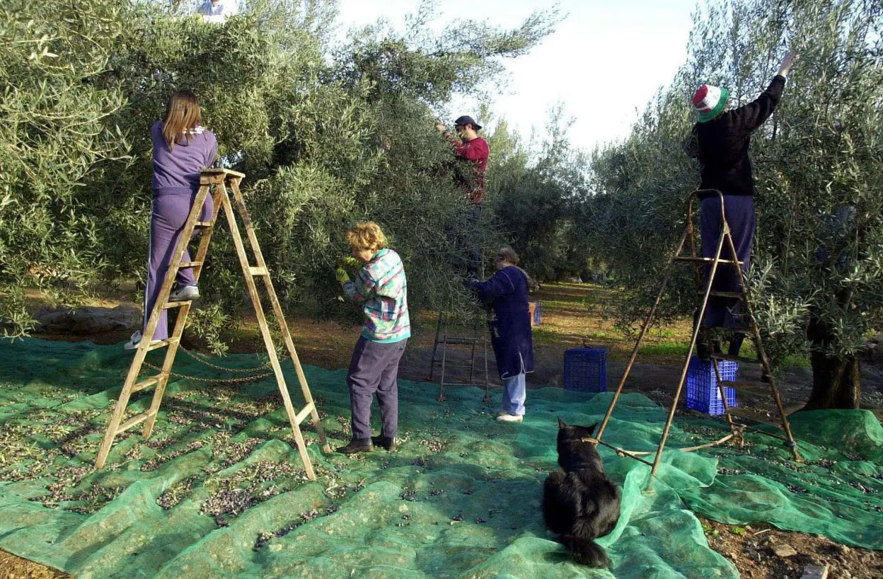 Una familia realiza la recolección a mano en su olivar tradicional. 