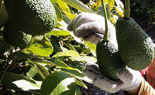 Una oleada de robos de aguacates genera un «mercado negro» en fruterías valencianas