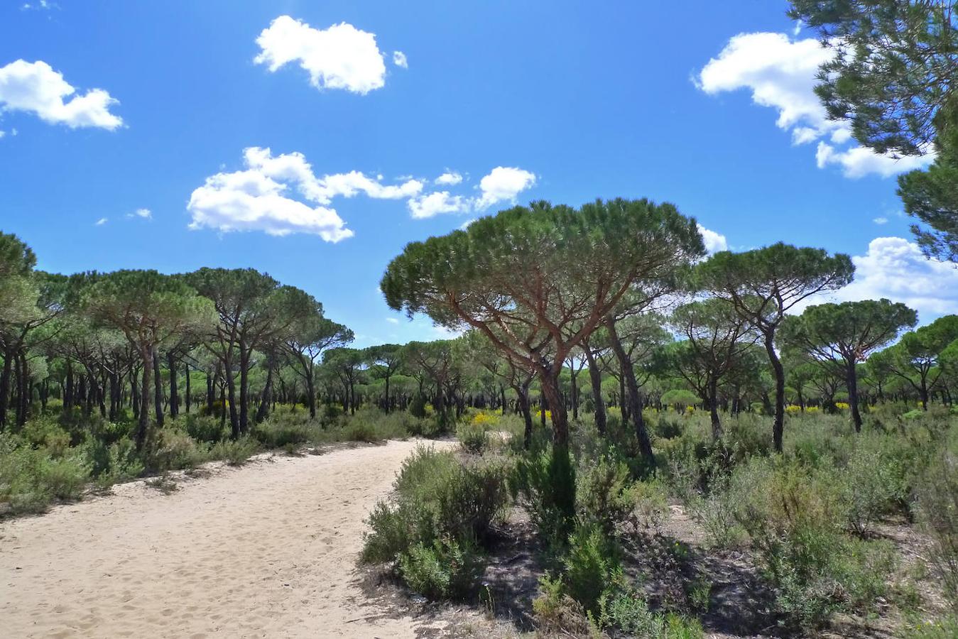 Doñana (Huelva)