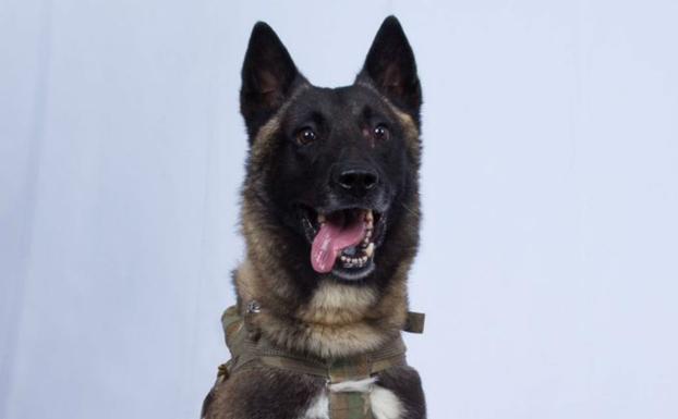 Imagen difundida de 'K-9', el perro de Delta Force que resultó herido en la operación.