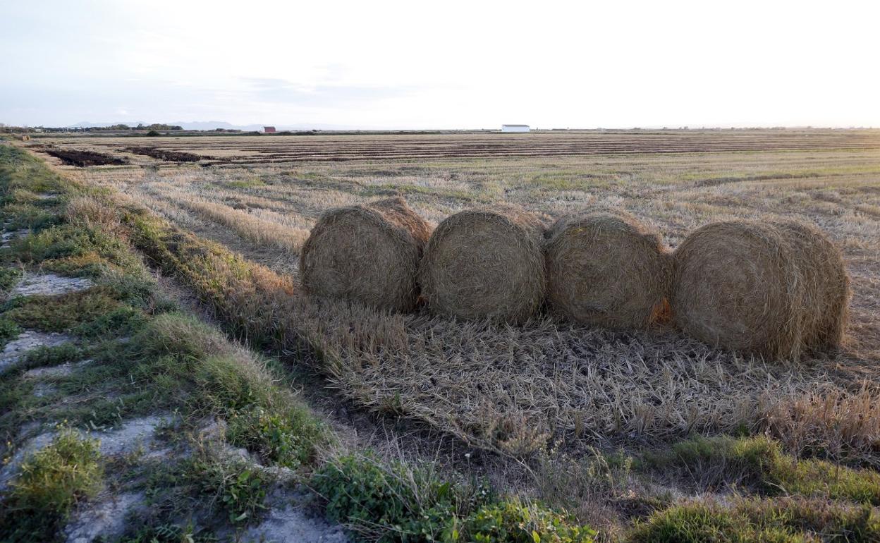 Paja de arroz embalada a la espera de ser recogida ayer en un campo de la Albufera. 