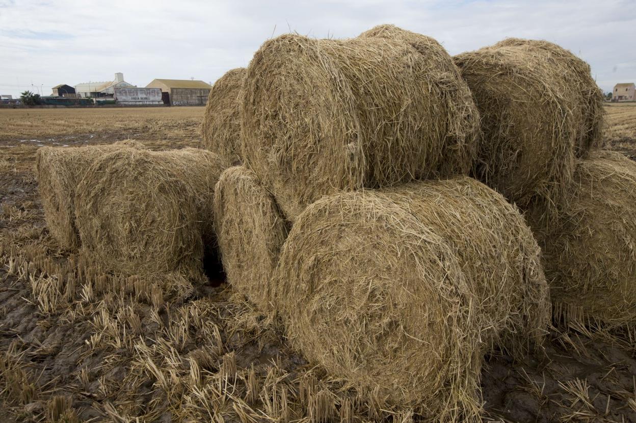 Balas de paja de arroz enrollada, listas para llevarlas a explotaciones ganaderas. 