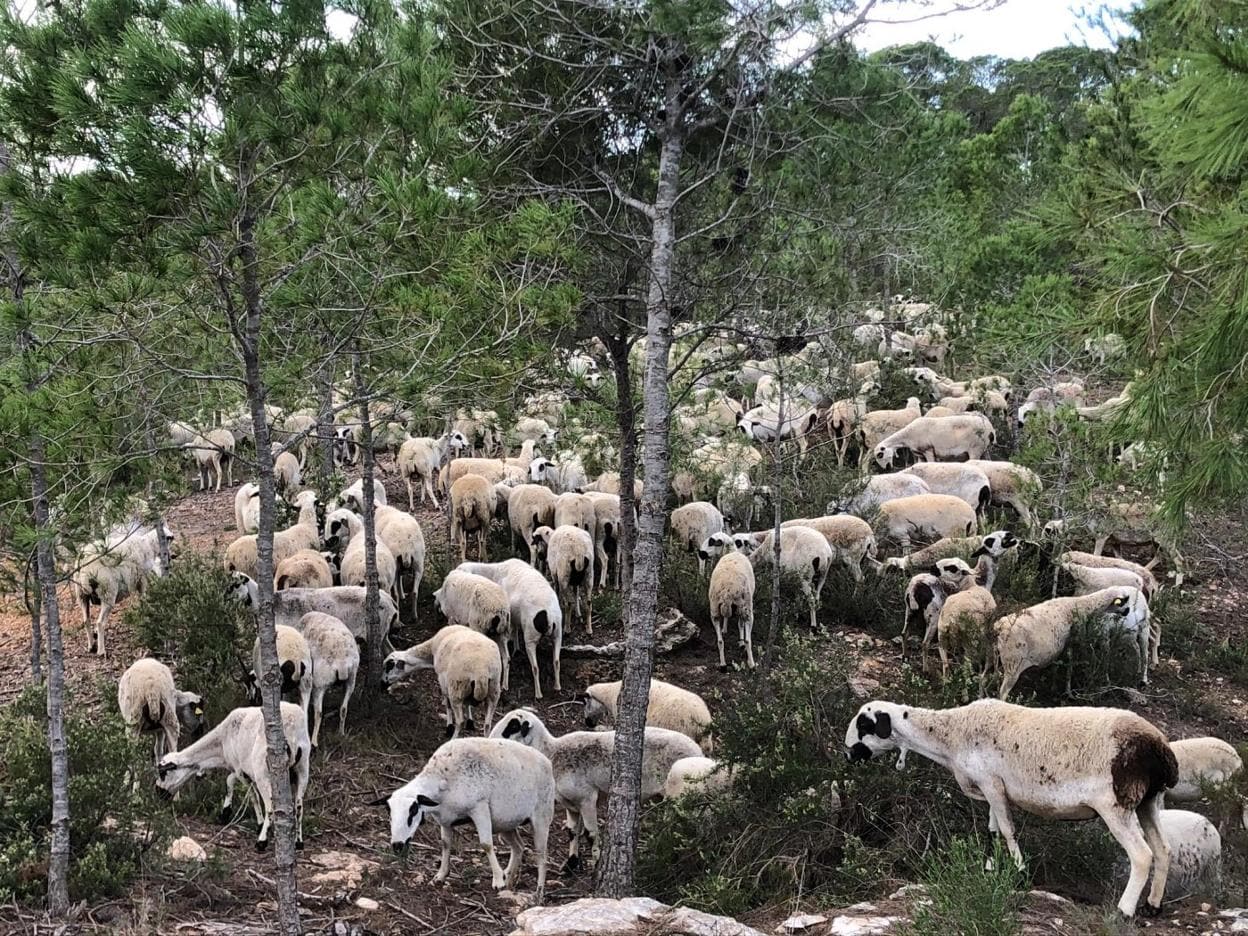 Las ovejas pastando en una zona de La Vallesa. 