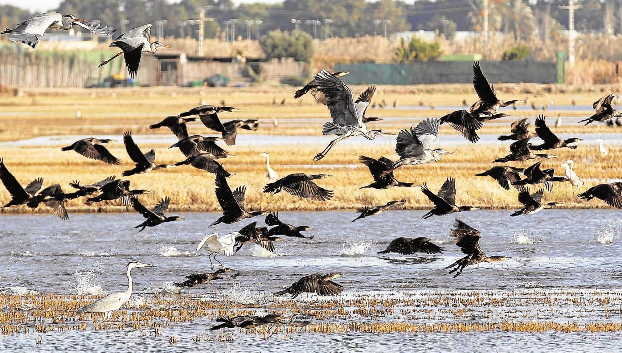 Aves sobrevuelan una zona de la Albufera, en busca de alimento. 